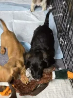 rare black brindle, a male Miniature Dachshund for sale in Boonville, MO – 5 of 6