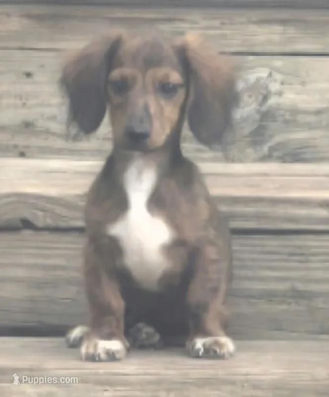 Beau Dapple AKC  – Miniature Dachshund puppy for sale in Boonville, MO