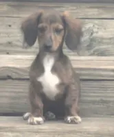 Beau Dapple AKC , a male Miniature Dachshund for sale in Boonville, MO – 1 of 5