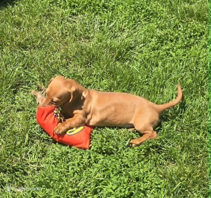 Carmel – Miniature Dachshund puppy for sale in Boonville, MO