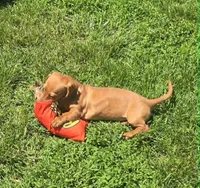 Carmel, a female Miniature Dachshund for sale in Boonville, MO – 1 of 4