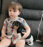 Roxy, a female Miniature Dachshund for sale in Boonville, MO – 2 of 6
