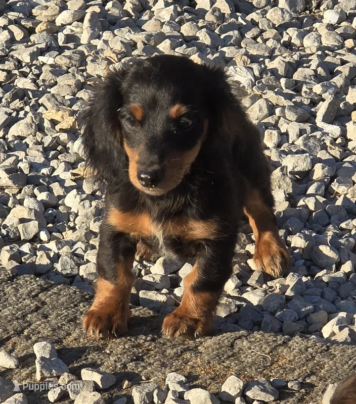 Elvis – Miniature Dachshund puppy for sale in Boonville, MO