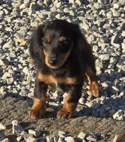 Elvis, a male Miniature Dachshund for sale in Boonville, MO – 2 of 8