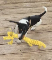 Roxy, a female Miniature Dachshund for sale in Boonville, MO – 4 of 9
