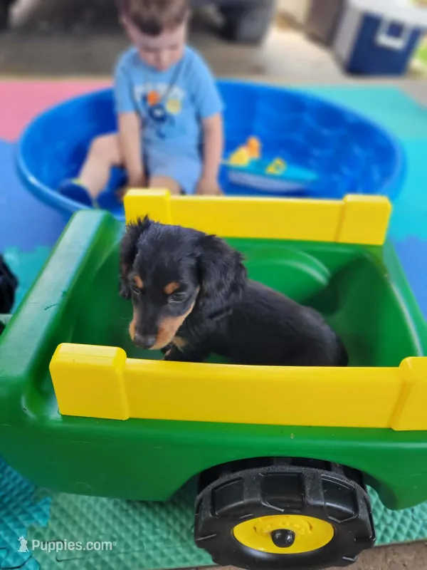 Elvis – Miniature Dachshund puppy for sale in Boonville, MO
