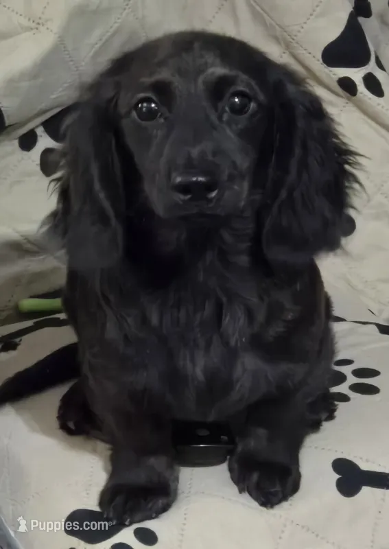 Juliet – Miniature Dachshund puppy for sale in Boonville, MO