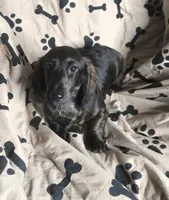 rare black brindle, a male Miniature Dachshund for sale in Boonville, MO – 2 of 6