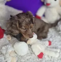 Sassy, a female Miniature Dachshund for sale in Boonville, MO – Photo 4 of 10