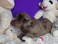 Sassy, a female Miniature Dachshund for sale in Boonville, MO – Photo 7 of 10