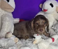 Sassy, a female Miniature Dachshund for sale in Boonville, MO – Photo 5 of 10