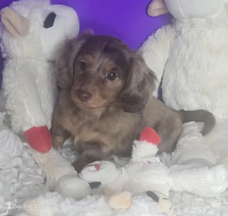 Sassy, a female Miniature Dachshund for sale in Boonville, MO – Photo 1 of 10