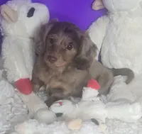 Sassy, a female Miniature Dachshund for sale in Boonville, MO – Photo 1 of 10