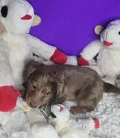 Sassy, a female Miniature Dachshund for sale in Boonville, MO – Photo 6 of 10