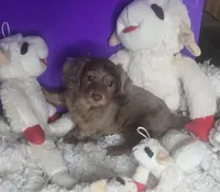 Sassy, a female Miniature Dachshund for sale in Boonville, MO – Photo 2 of 10