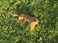 Ruby, a female Miniature Dachshund for sale in Boonville, MO – 6 of 6
