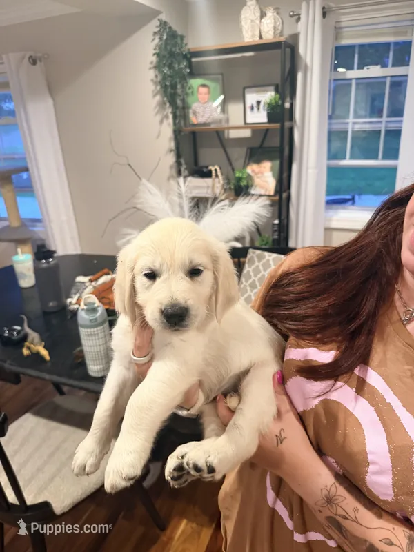 Natasha (Black Window) – English Cream Golden Retriever puppy for sale in Pittsfield, MA