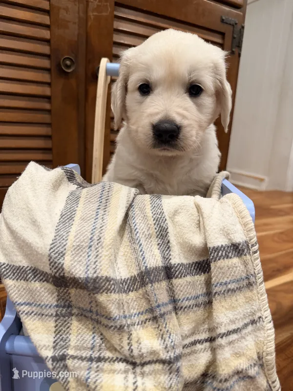 Steve (Captain America) – English Cream Golden Retriever puppy for sale in Pittsfield, MA