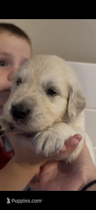 Bruce (Hulk) – English Cream Golden Retriever puppy for sale in Pittsfield, MA