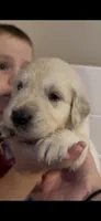 Bruce (Hulk), a male English Cream Golden Retriever for sale in Pittsfield, MA – 1 of 3