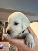 Tony (Iron Man), a male English Cream Golden Retriever for sale in Pittsfield, MA – 3 of 3