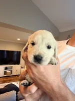 Jane (Mary Jane Watson), a female English Cream Golden Retriever for sale in Pittsfield, MA – 3 of 3