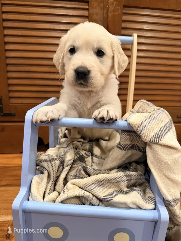 Jane (Mary Jane Watson) – English Cream Golden Retriever puppy for sale in Pittsfield, MA