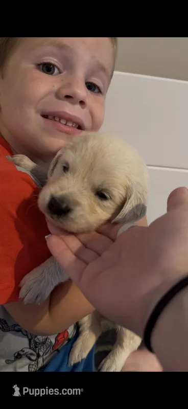 Natasha (Black Window) – English Cream Golden Retriever puppy for sale in Pittsfield, MA