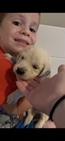 Natasha (Black Window), a female English Cream Golden Retriever for sale in Pittsfield, MA – 1 of 4