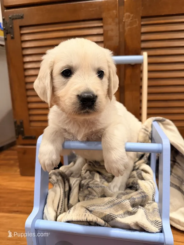 Natasha (Black Window) – English Cream Golden Retriever puppy for sale in Pittsfield, MA