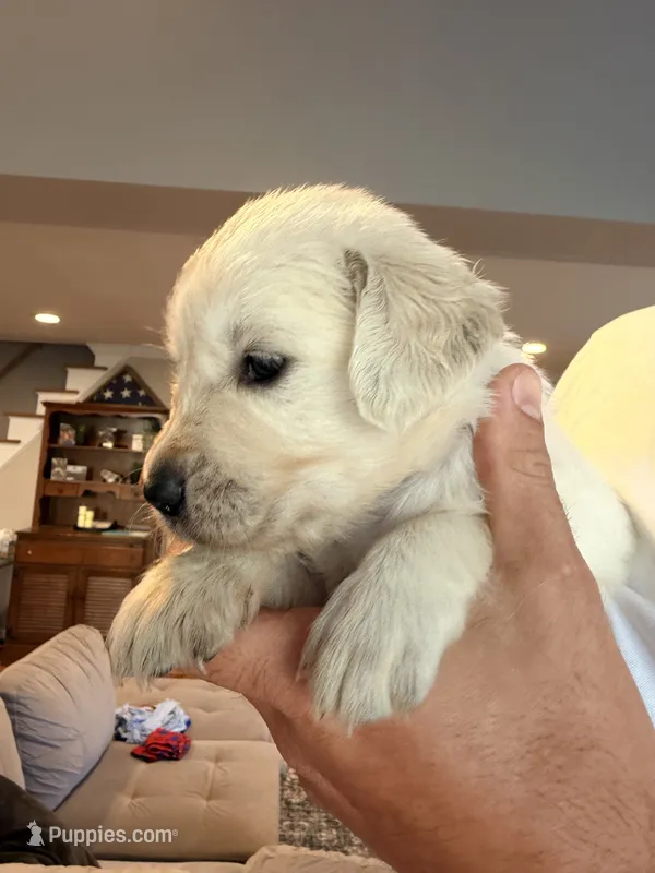 Wanda (Scarlet Witch) – English Cream Golden Retriever puppy for sale in Pittsfield, MA