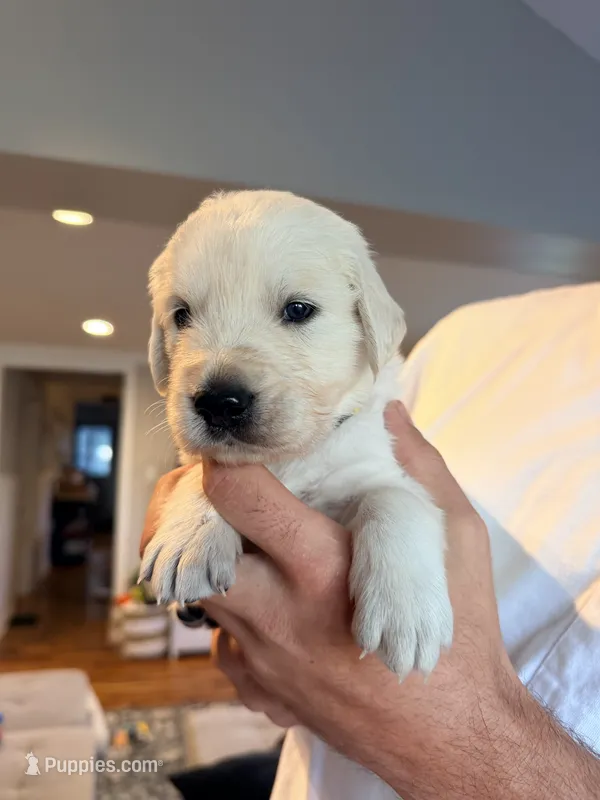 Tony (Iron Man) – English Cream Golden Retriever puppy for sale in Pittsfield, MA