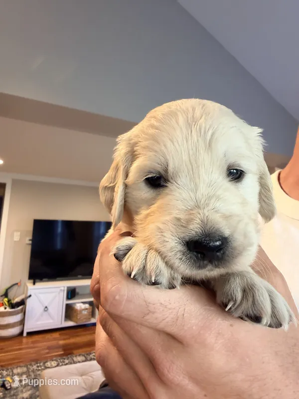 Carol (Captain Marvel) – English Cream Golden Retriever puppy for sale in Pittsfield, MA