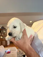 Bruce (Hulk), a male English Cream Golden Retriever for sale in Pittsfield, MA – 3 of 3