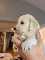 Jane (Mary Jane Watson), a female English Cream Golden Retriever for sale in Pittsfield, MA – 2 of 3