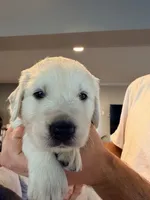 Steve (Captain America), a male English Cream Golden Retriever for sale in Pittsfield, MA – 3 of 4