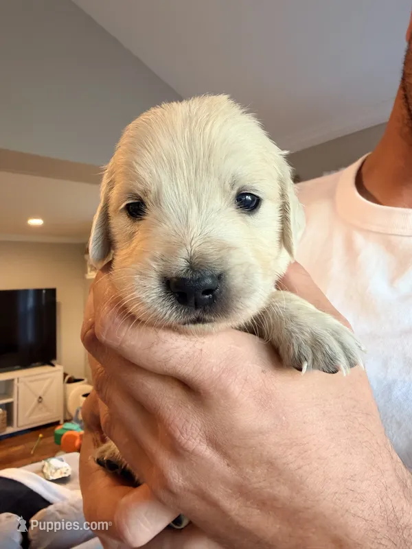 Peter (Spiderman) – English Cream Golden Retriever puppy for sale in Pittsfield, MA