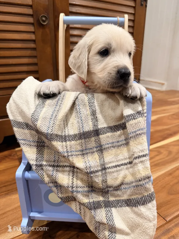 Peter (Spiderman) – English Cream Golden Retriever puppy for sale in Pittsfield, MA