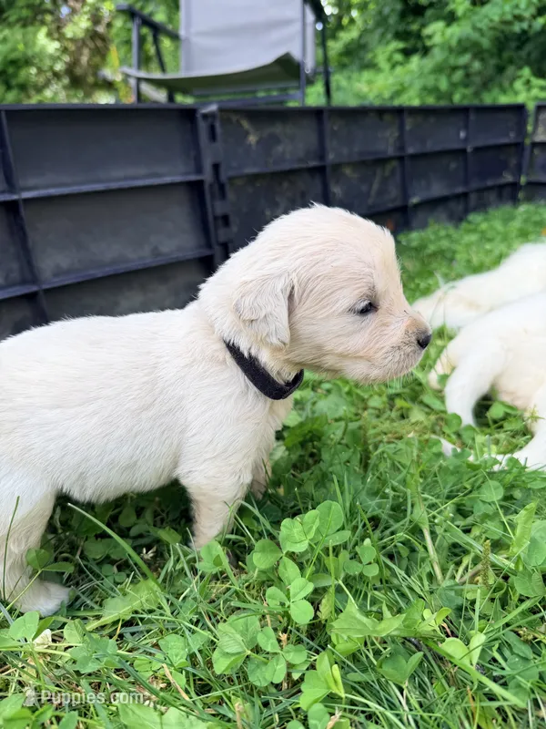 Jarvis (Stark Robot) – English Cream Golden Retriever puppy for sale in Pittsfield, MA