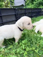 Jarvis (Stark Robot), a male English Cream Golden Retriever for sale in Pittsfield, MA – 1 of 3