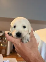 Natasha (Black Window), a female English Cream Golden Retriever for sale in Pittsfield, MA – 3 of 4
