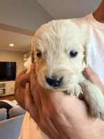 Jarvis (Stark Robot), a male English Cream Golden Retriever for sale in Pittsfield, MA – 3 of 3