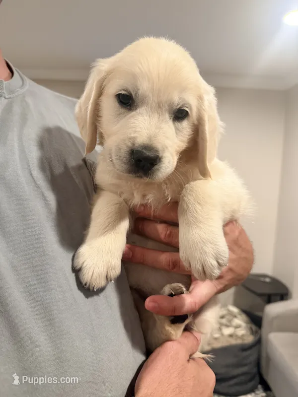 Peter (Spiderman) – English Cream Golden Retriever puppy for sale in Pittsfield, MA