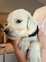 Jarvis (Stark Robot), a male English Cream Golden Retriever for sale in Pittsfield, MA – 2 of 3