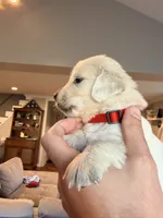 Peter (Spiderman), a male English Cream Golden Retriever for sale in Pittsfield, MA – 2 of 2