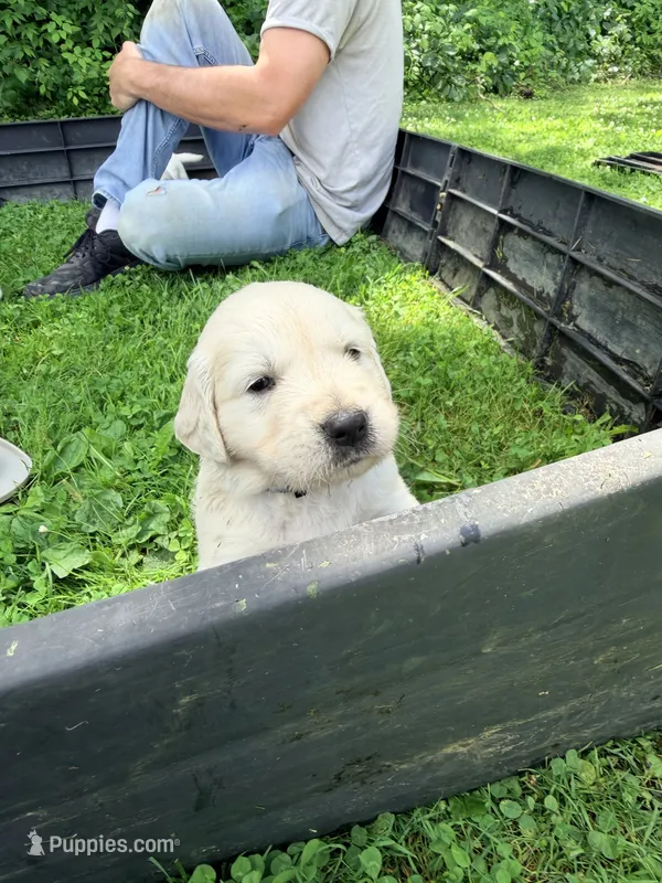 Steve (Captain America) – English Cream Golden Retriever puppy for sale in Pittsfield, MA