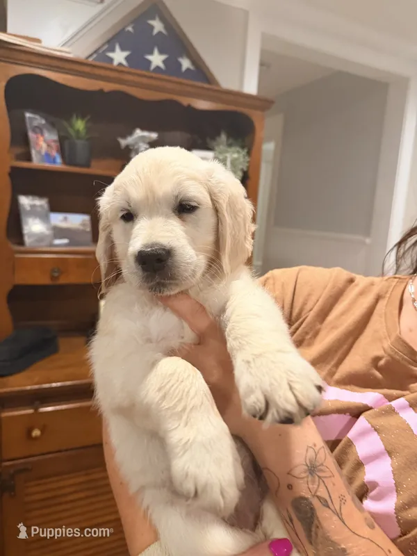 Carol (Captain Marvel) – English Cream Golden Retriever puppy for sale in Pittsfield, MA