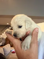 Pepper (Pepper Potts), a female English Cream Golden Retriever for sale in Pittsfield, MA – 2 of 2