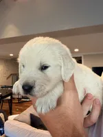Clint (Hawkeye), a male English Cream Golden Retriever for sale in Pittsfield, MA – 4 of 4
