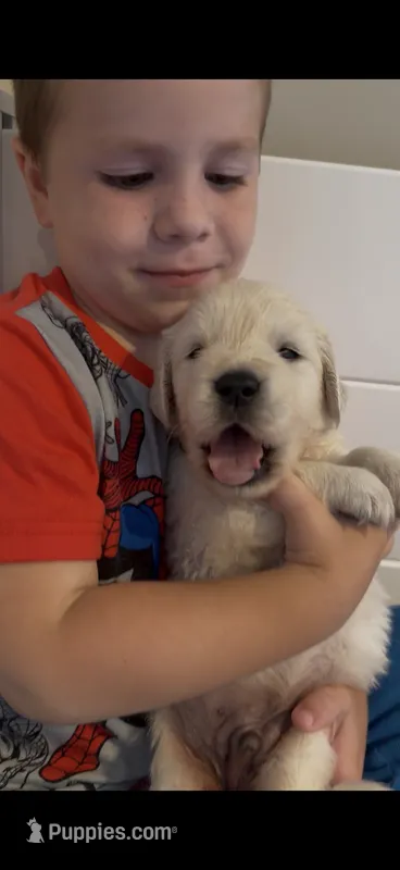 Clint (Hawkeye) – English Cream Golden Retriever puppy for sale in Pittsfield, MA
